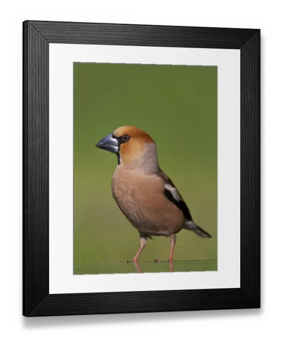 Framed Print : Hawfinch (Coccothraustes coccothraustes) male at water, Pusztaszer, Hungary, May 2008 Framed Print : Hawfinch (Coccothraustes coccothraustes) male at water, Pusztaszer, Hungary, May 2008