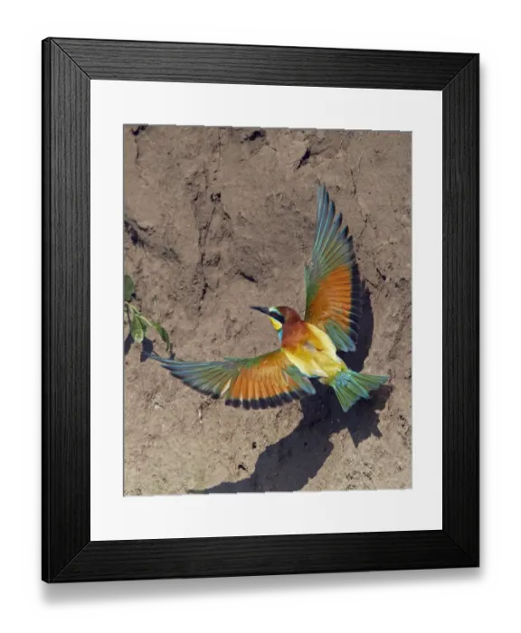 Framed Print : European Bee-eater (Merops apiaster) flying to nest hole in bank, Pusztaszer, Hungary Framed Print : European Bee-eater (Merops apiaster) flying to nest hole in bank, Pusztaszer, Hungary