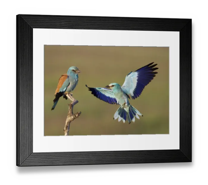 Framed Print : European Roller (Coracias garrulus) courtship display, Pusztaszer, Hungary, May 2008 Framed Print : European Roller (Coracias garrulus) courtship display, Pusztaszer, Hungary, May 2008