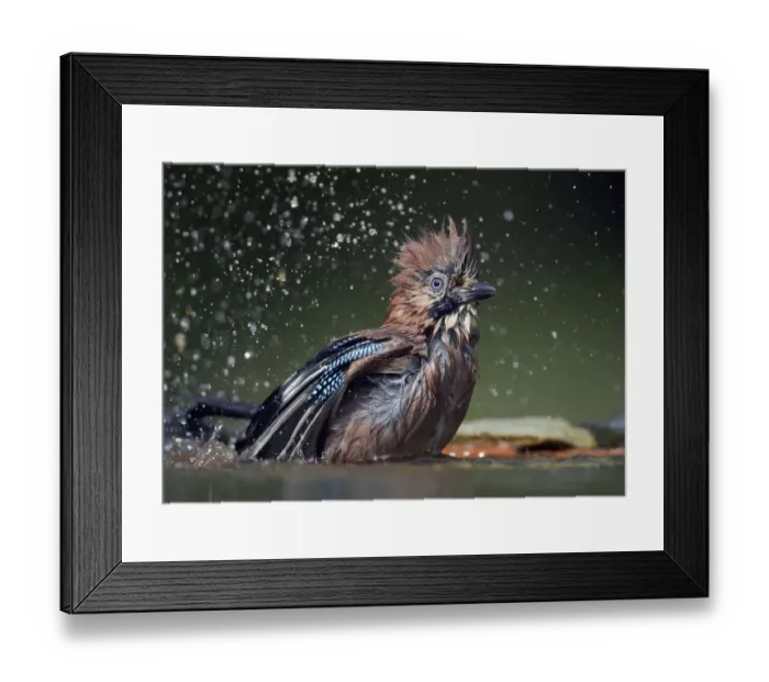 Framed Print : Jay (Garrulus glandarius) bathing, Pusztaszer, Hungary, May 2008 Framed Print : Jay (Garrulus glandarius) bathing, Pusztaszer, Hungary, May 2008