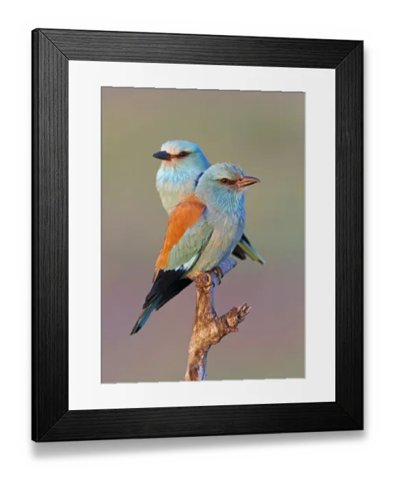 Framed Print : European Roller (Coracias garrulus) pair perched on branch, Pusztaszer, Hungary, May 2008 Framed Print : European Roller (Coracias garrulus) pair perched on branch, Pusztaszer, Hungary, May 2008