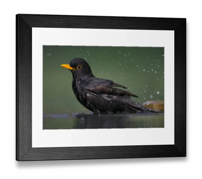 Framed Print : Blackbird (Turdus merula) male bathing, Pusztaszer, Hungary, May 2008 Framed Print : Blackbird (Turdus merula) male bathing, Pusztaszer, Hungary, May 2008