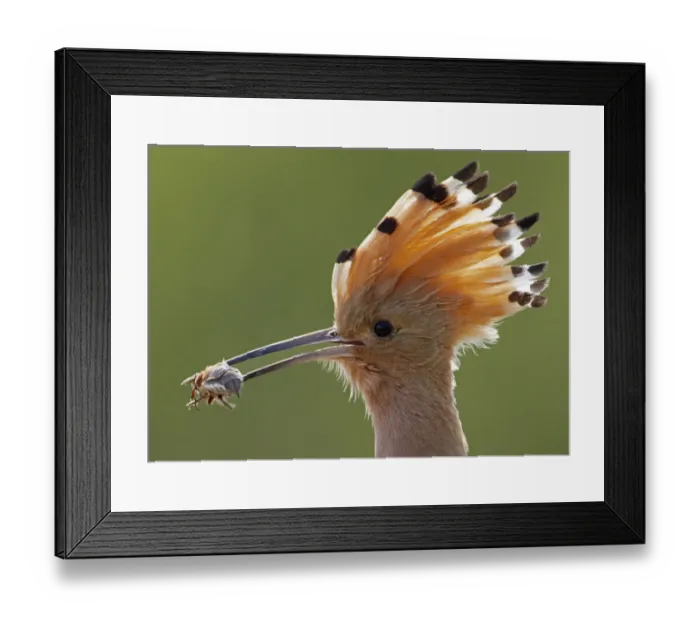 Framed Print : Hoopoe (Upupa epops) with cockchafer prey in beak, Pusztaszer, Hungary, May 2008 Framed Print : Hoopoe (Upupa epops) with cockchafer prey in beak, Pusztaszer, Hungary, May 2008