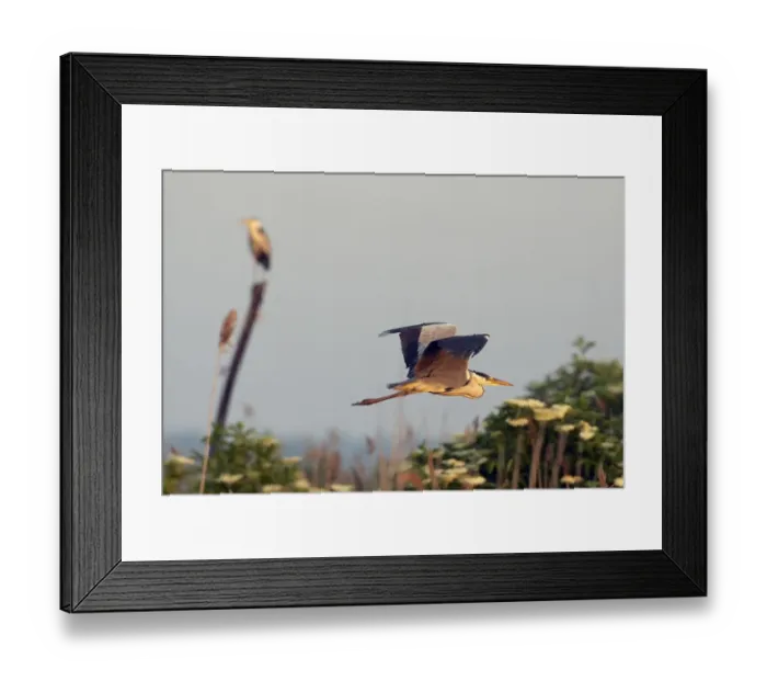 Framed Print : Grey Heron (Ardea cinerea) Pusztaszer, Hungary, May 2008 Framed Print : Grey Heron (Ardea cinerea) Pusztaszer, Hungary, May 2008
