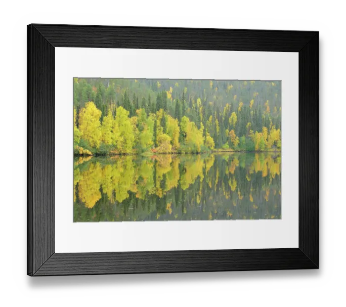 Framed Print : Oulanka River, Finland, September 2008. Woodland predominantly Spruce (Picea abies) and Silver Birch (Betula verrucosa) Framed Print : Oulanka River, Finland, September 2008. Woodland predominantly Spruce (Picea abies) and Silver Birch (Betula verrucosa)