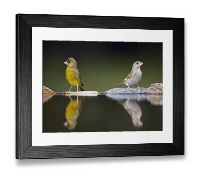 Framed Print : Greenfinch (Carduelis chloris) male and female at water, Pusztaszer, Hungary, May 2008 Framed Print : Greenfinch (Carduelis chloris) male and female at water, Pusztaszer, Hungary, May 2008