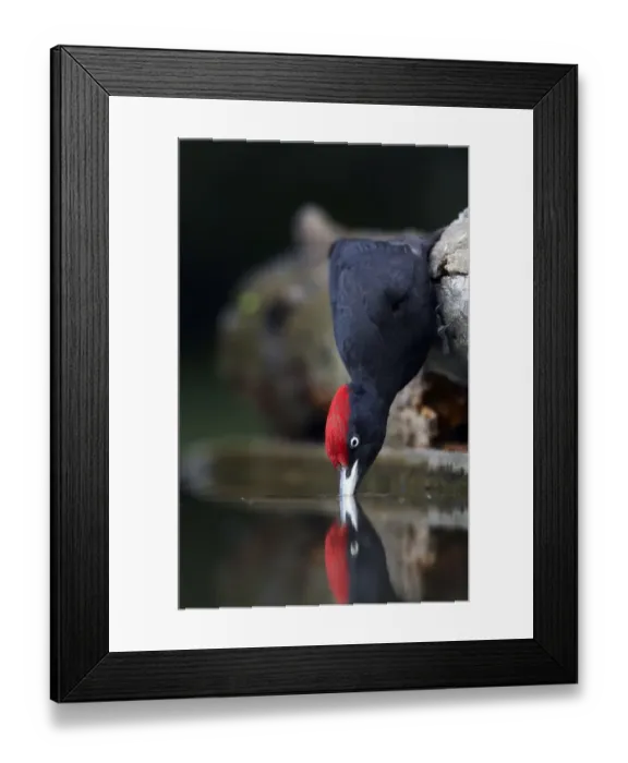 Framed Print : Black Woodpecker (Dryocopus martius) drinking, Pusztaszer, Hungary, May 2008