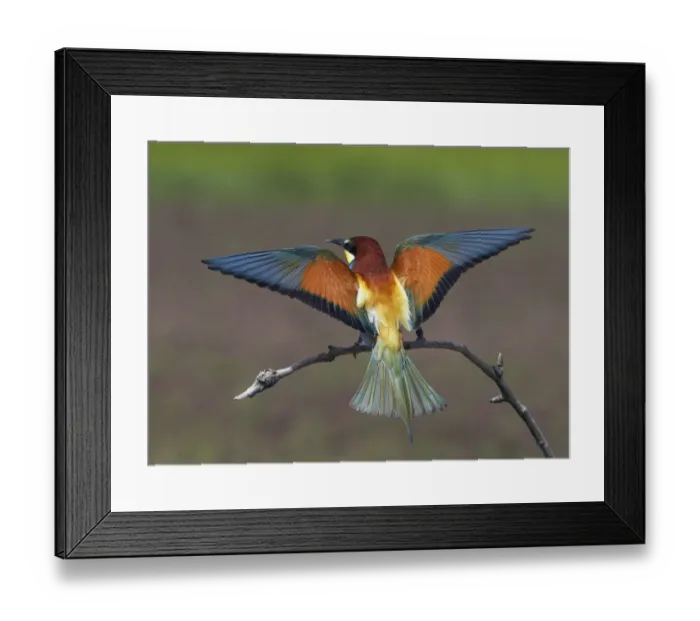Framed Print : European Bee-eater (Merops apiaster) perched with wings extended, Pusztaszer, Hungary Framed Print : European Bee-eater (Merops apiaster) perched with wings extended, Pusztaszer, Hungary