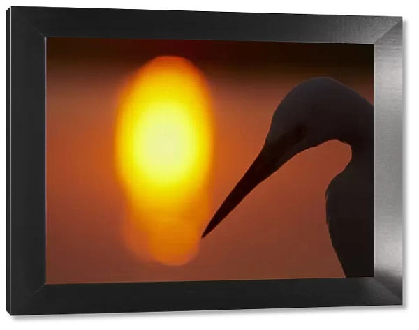 Silhouette of Great Egret (Ardea alba) at sunset, Pusztaszer, Hungary, May 2008