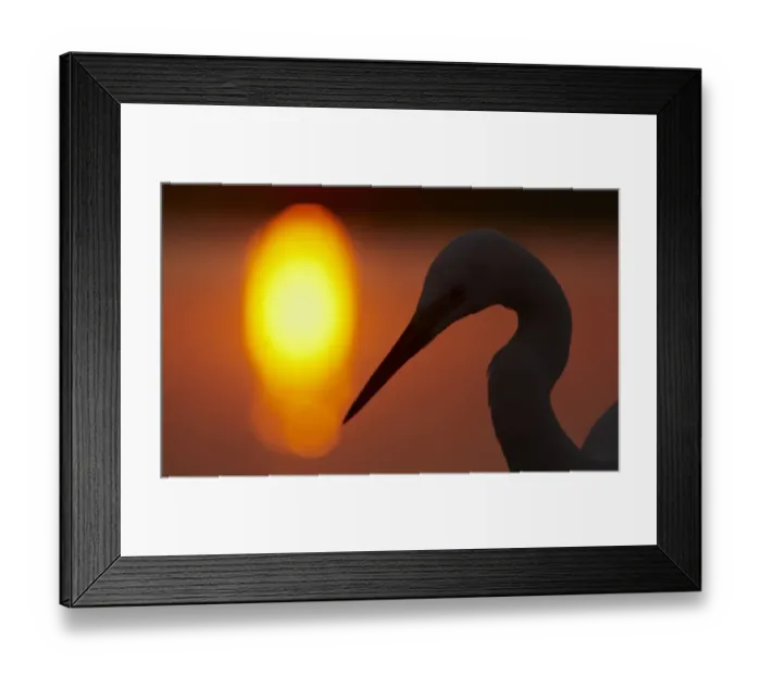 Framed Print : Silhouette of Great Egret (Ardea alba) at sunset, Pusztaszer, Hungary, May 2008 Framed Print : Silhouette of Great Egret (Ardea alba) at sunset, Pusztaszer, Hungary, May 2008