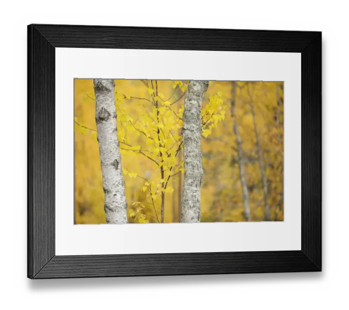 Framed Print : Birch trees (Betula verrucosa or pubescens) Oulanka, Finland, September 2008 Framed Print : Birch trees (Betula verrucosa or pubescens) Oulanka, Finland, September 2008