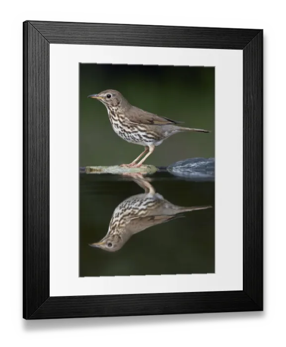 Framed Print : Song Thrush (Turdus philomelos) at water, Pusztaszer, Hungary, May 2008 Framed Print : Song Thrush (Turdus philomelos) at water, Pusztaszer, Hungary, May 2008