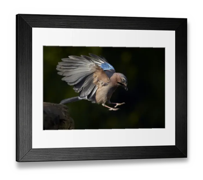 Framed Print : Jay (Garrulus glandarius) landing at water, Pusztaszer, Hungary, May 2008 Framed Print : Jay (Garrulus glandarius) landing at water, Pusztaszer, Hungary, May 2008