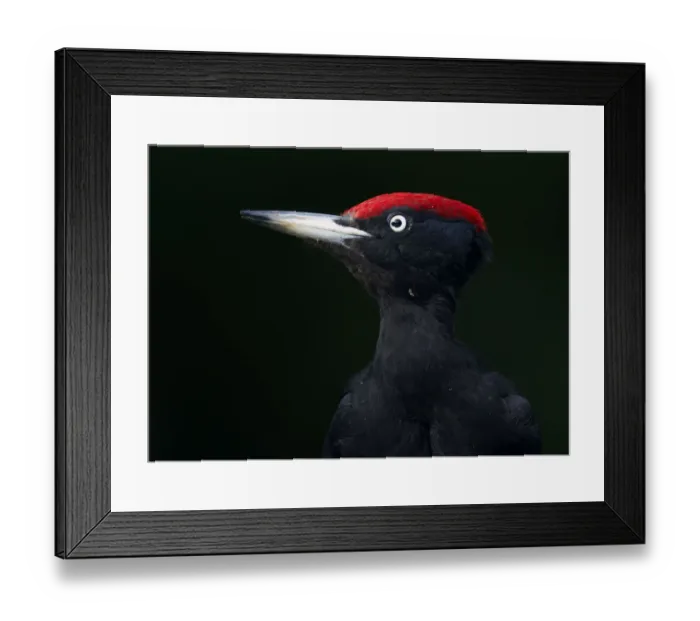 Framed Print : Black Woodpecker (Dryocopus martius) Pusztaszer, Hungary, May 2008 Framed Print : Black Woodpecker (Dryocopus martius) Pusztaszer, Hungary, May 2008