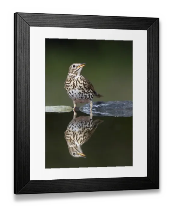 Framed Print : Song Thrush (Turdus philomelos) at water, Pusztaszer, Hungary, May 2008
