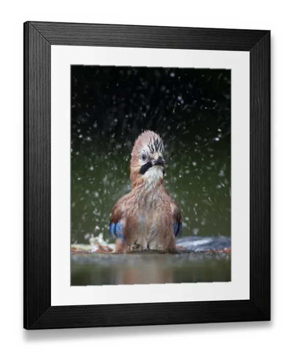 Framed Print : Jay (Garrulus glandarius) bathing, Pusztaszer, Hungary, May 2008 Framed Print : Jay (Garrulus glandarius) bathing, Pusztaszer, Hungary, May 2008