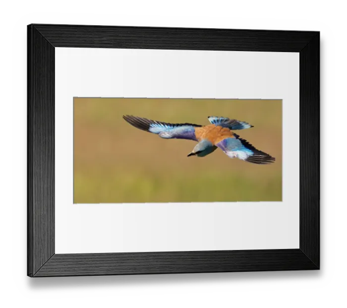 Framed Print : European Roller (Coracias garrulus) in flight, Pusztaszer, Hungary, May 2008 Framed Print : European Roller (Coracias garrulus) in flight, Pusztaszer, Hungary, May 2008