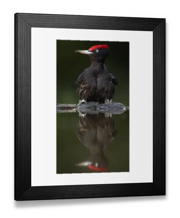 Framed Print : Black Woodpecker (Dryocopus martius) at water, Pusztaszer, Hungary, May 2008 Framed Print : Black Woodpecker (Dryocopus martius) at water, Pusztaszer, Hungary, May 2008