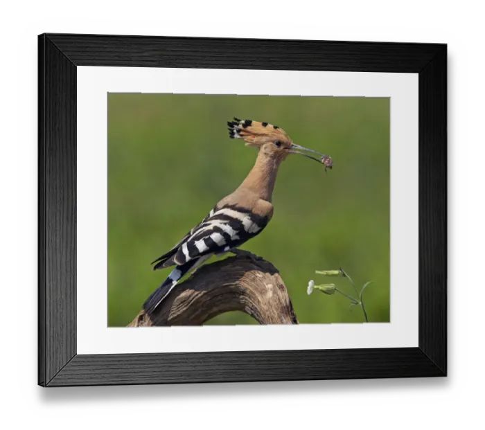 Framed Print : Hoopoe (Upupa epops) with insect prey in beak, Pusztaszer, Hungary, May 2008 Framed Print : Hoopoe (Upupa epops) with insect prey in beak, Pusztaszer, Hungary, May 2008