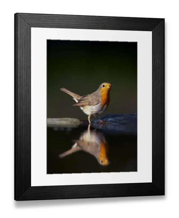 Framed Print : Robin (Erithacus rubecula) at water, Pusztaszer, Hungary, May 2008 Framed Print : Robin (Erithacus rubecula) at water, Pusztaszer, Hungary, May 2008