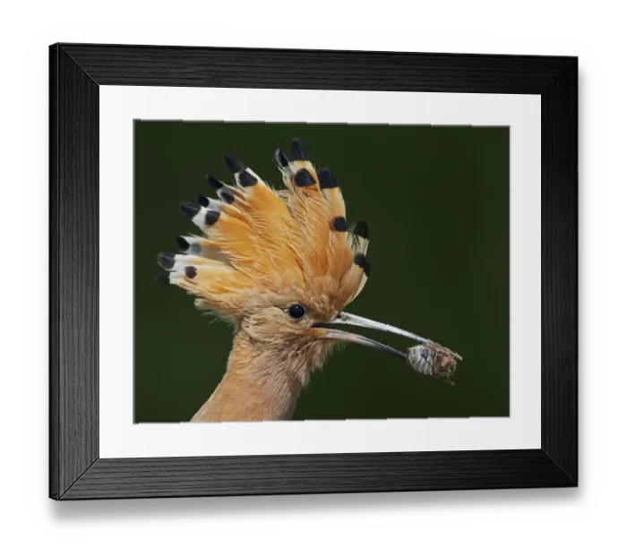 Framed Print : Hoopoe (Upupa epops) with insect prey in beak, Pusztaszer, Hungary, May 2008 Framed Print : Hoopoe (Upupa epops) with insect prey in beak, Pusztaszer, Hungary, May 2008
