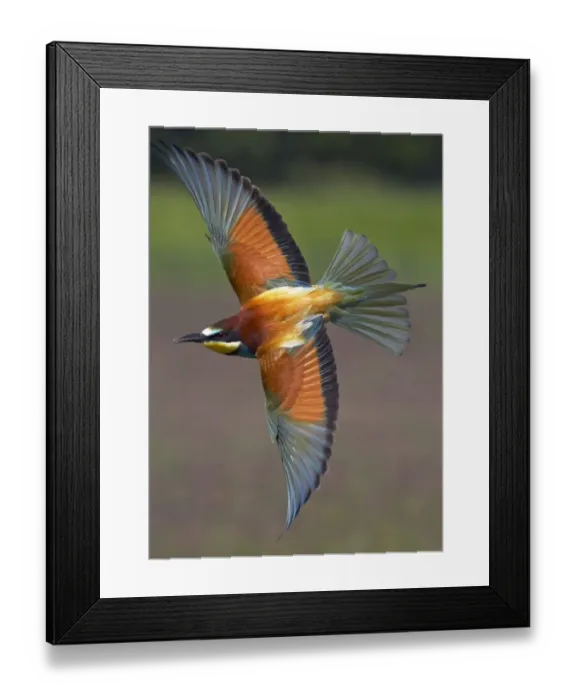 Framed Print : European Bee-eater (Merops apiaster) in flight, Pusztaszer, Hungary, May 2008 Framed Print : European Bee-eater (Merops apiaster) in flight, Pusztaszer, Hungary, May 2008