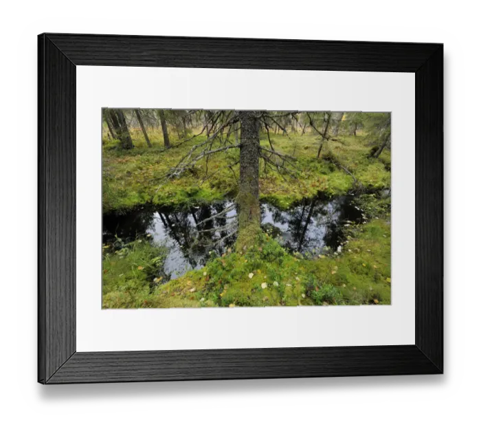 Framed Print : Yli-Vuoki old forest reserve, Suomussalmi, Finland, September 2008 Framed Print : Yli-Vuoki old forest reserve, Suomussalmi, Finland, September 2008
