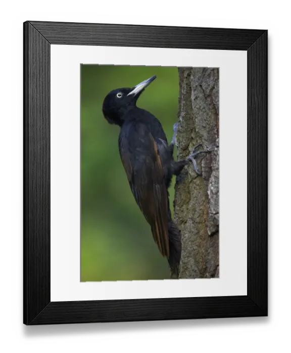 Framed Print : Black Woodpecker (Dryocopus martius) Pusztaszer, Hungary, May 2008 Framed Print : Black Woodpecker (Dryocopus martius) Pusztaszer, Hungary, May 2008