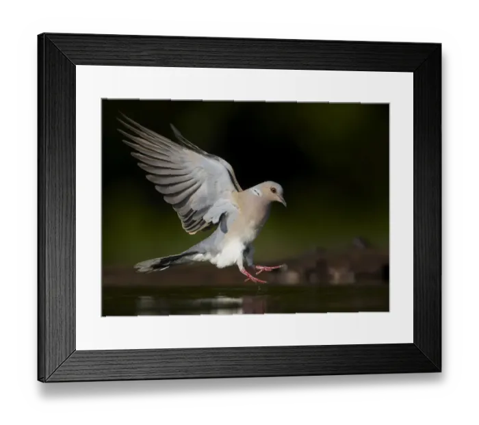 Framed Print : Turtle Dove (Streptopelia turtur) landing at water, Pusztaszer, Hungary, May 2008 Framed Print : Turtle Dove (Streptopelia turtur) landing at water, Pusztaszer, Hungary, May 2008
