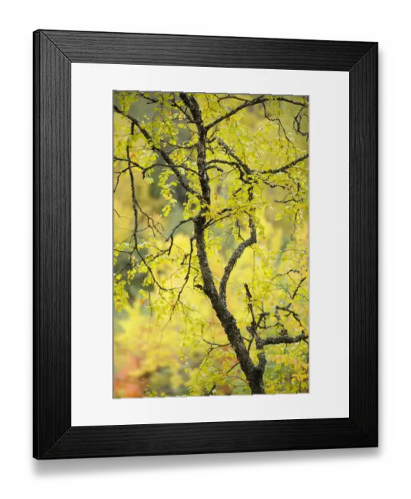 Framed Print : Birch tree (Betula) by the Oulanka River, Finland, September 2008 Framed Print : Birch tree (Betula) by the Oulanka River, Finland, September 2008