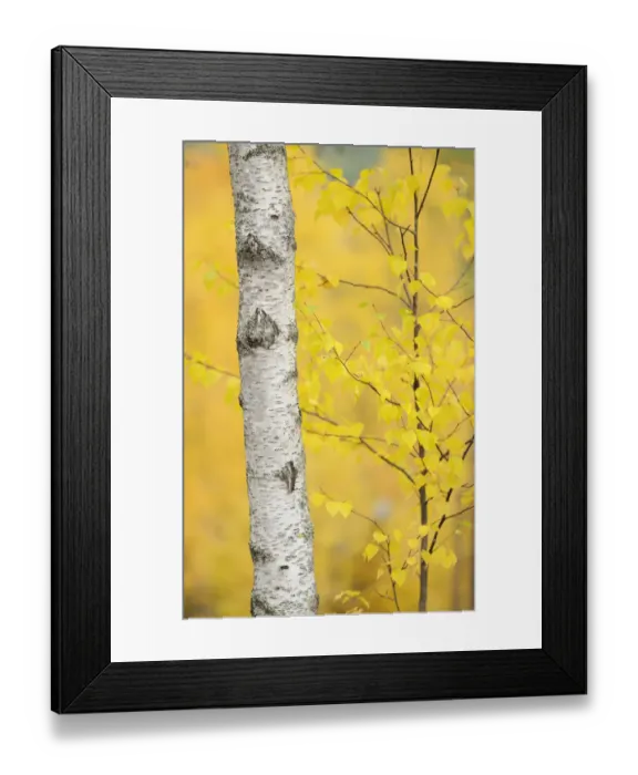 Framed Print : Birch tree (Betula verrucosa or pubescens) Oulanka, Finland, September 2008 Framed Print : Birch tree (Betula verrucosa or pubescens) Oulanka, Finland, September 2008