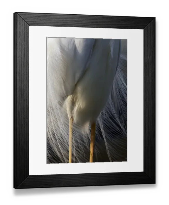 Framed Print : Close up of body and legs of Great Egret (Ardea alba) Pusztaszer, Hungary, May 2008 Framed Print : Close up of body and legs of Great Egret (Ardea alba) Pusztaszer, Hungary, May 2008