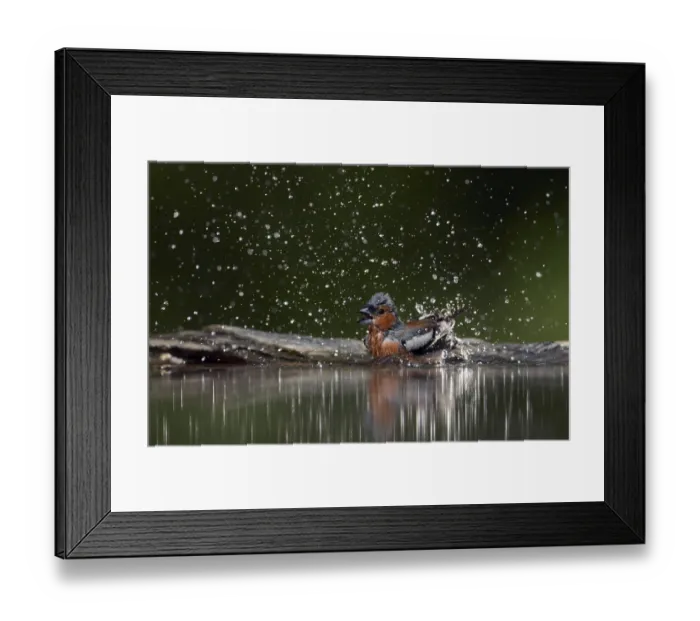 Framed Print : Chaffinch (Fringilla coelebs) male bathing, Pusztaszer, Hungary, May 2008 Framed Print : Chaffinch (Fringilla coelebs) male bathing, Pusztaszer, Hungary, May 2008