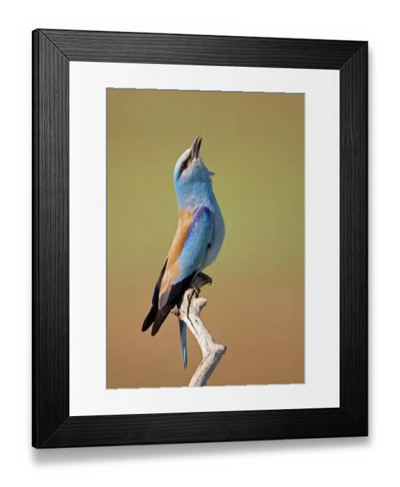 Framed Print : European Roller (Coracias garrulus) calling, Pusztaszer, Hungary, May 2008 Framed Print : European Roller (Coracias garrulus) calling, Pusztaszer, Hungary, May 2008