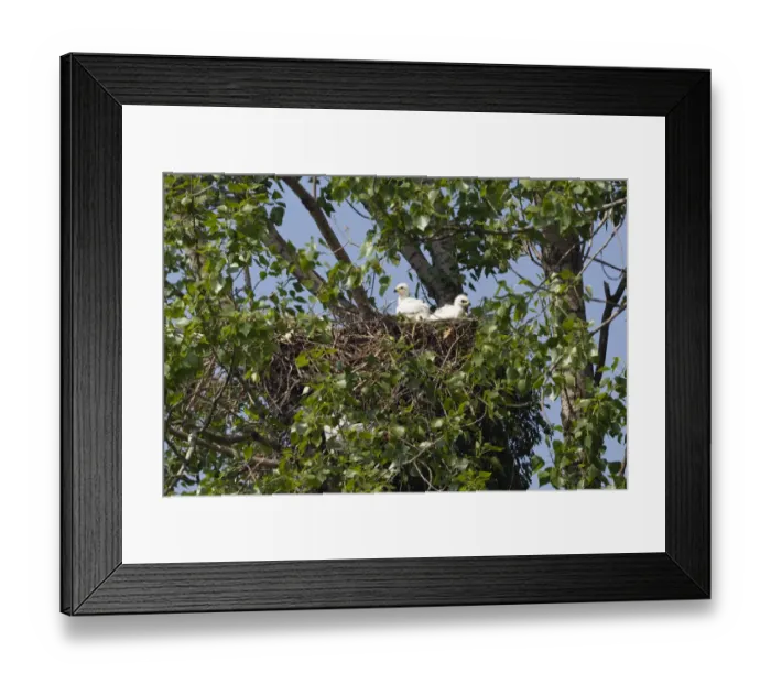 Framed Print : Two Eastern imperial eagle (Aquila heliaca) chicks in the nest, East Slovakia, Europe Framed Print : Two Eastern imperial eagle (Aquila heliaca) chicks in the nest, East Slovakia, Europe