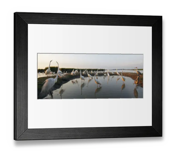 Framed Print : Flock of Great Egret (Ardea alba) at water, Pusztaszer, Hungary, May 2008 Framed Print : Flock of Great Egret (Ardea alba) at water, Pusztaszer, Hungary, May 2008