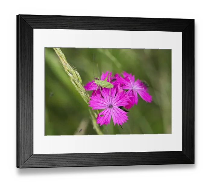Framed Print : Cricket nymph on Carthusian pink (Dianthus carthusianorum) East Slovakia, Europe Framed Print : Cricket nymph on Carthusian pink (Dianthus carthusianorum) East Slovakia, Europe