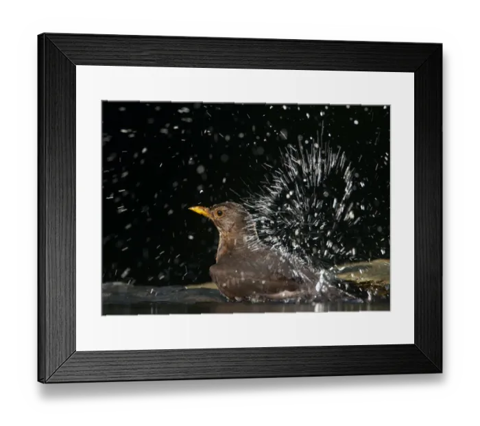 Framed Print : Blackbird (Turdus merula) female bathing, Pusztaszer, Hungary, May 2008
