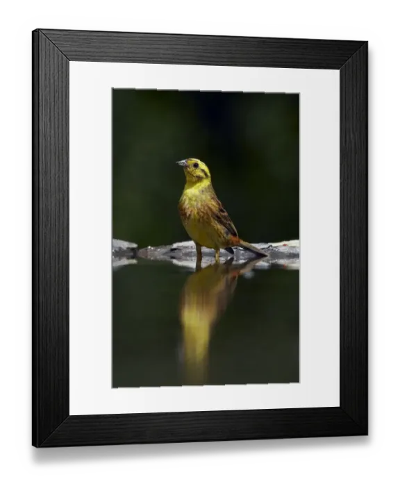 Framed Print : Yellowhammer (Emberiza citrinellus) male at water, Pusztaszer, Hungary, May 2008 Framed Print : Yellowhammer (Emberiza citrinellus) male at water, Pusztaszer, Hungary, May 2008