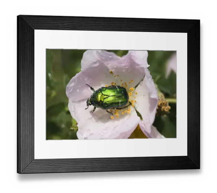 Framed Print : Rosechafer (Cetonia aurata) on Dog rose (Rosa canina) flower, East Slovakia, Europe Framed Print : Rosechafer (Cetonia aurata) on Dog rose (Rosa canina) flower, East Slovakia, Europe