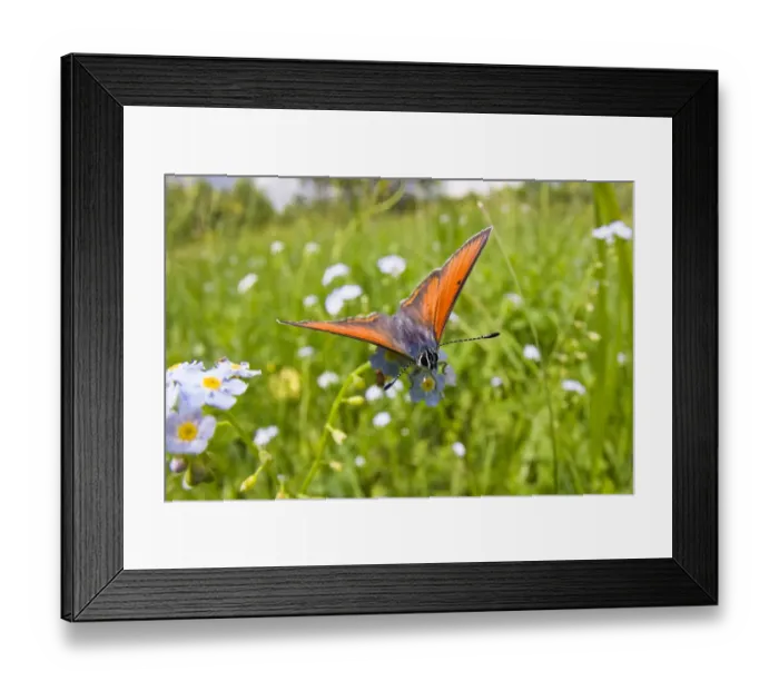 Framed Print : Copper butterfly (Lycaena sp) on Forget-me-not (Myosotis sp) Poloniny National Park Framed Print : Copper butterfly (Lycaena sp) on Forget-me-not (Myosotis sp) Poloniny National Park
