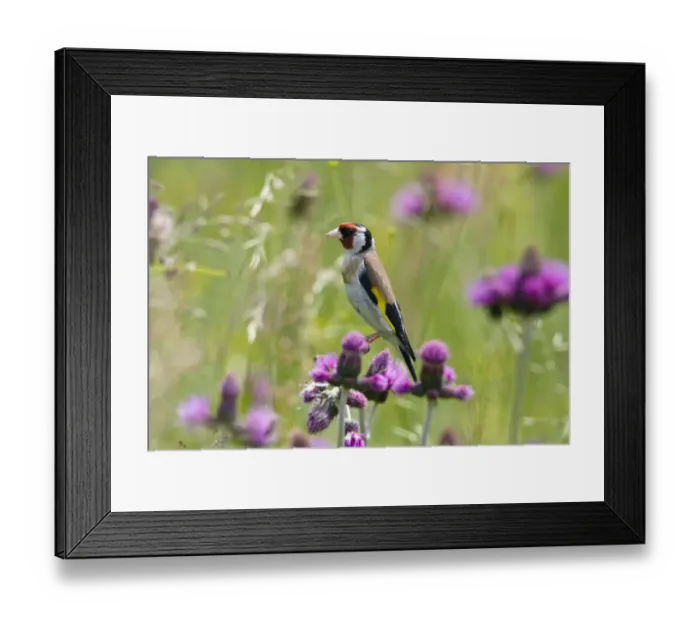 Framed Print : Goldfinch (Carduelis carduelis) on flowering thistle (Cirsium rivulare) Poloniny National Park Framed Print : Goldfinch (Carduelis carduelis) on flowering thistle (Cirsium rivulare) Poloniny National Park