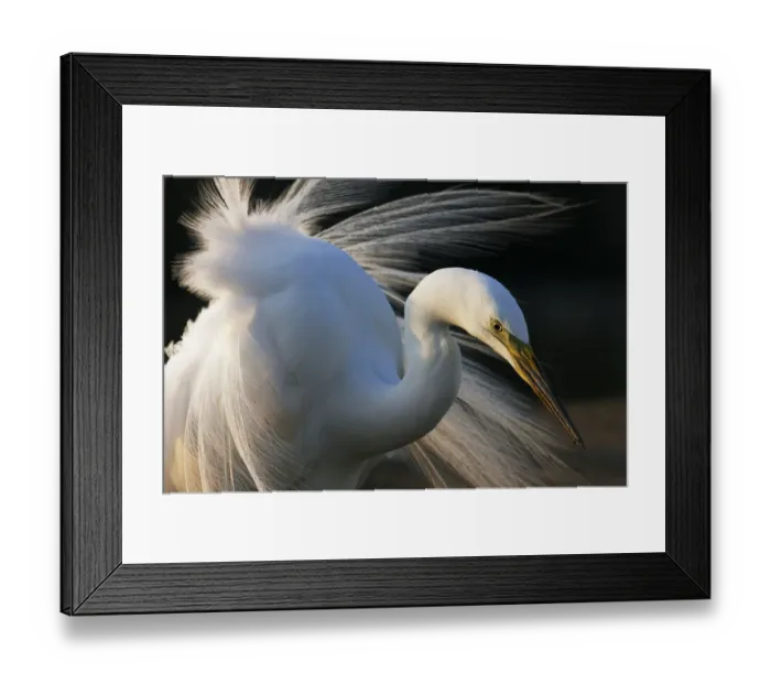 Framed Print : Great Egret (Ardea alba) Pusztaszer, Hungary, May 2008 Framed Print : Great Egret (Ardea alba) Pusztaszer, Hungary, May 2008