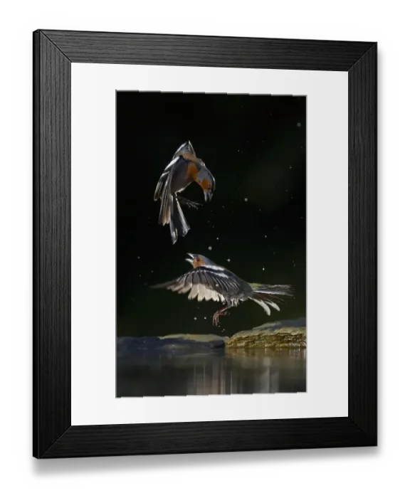 Framed Print : Chaffinch (Fringilla coelebs) two males squabbling at water, Pusztaszer, Hungary Framed Print : Chaffinch (Fringilla coelebs) two males squabbling at water, Pusztaszer, Hungary