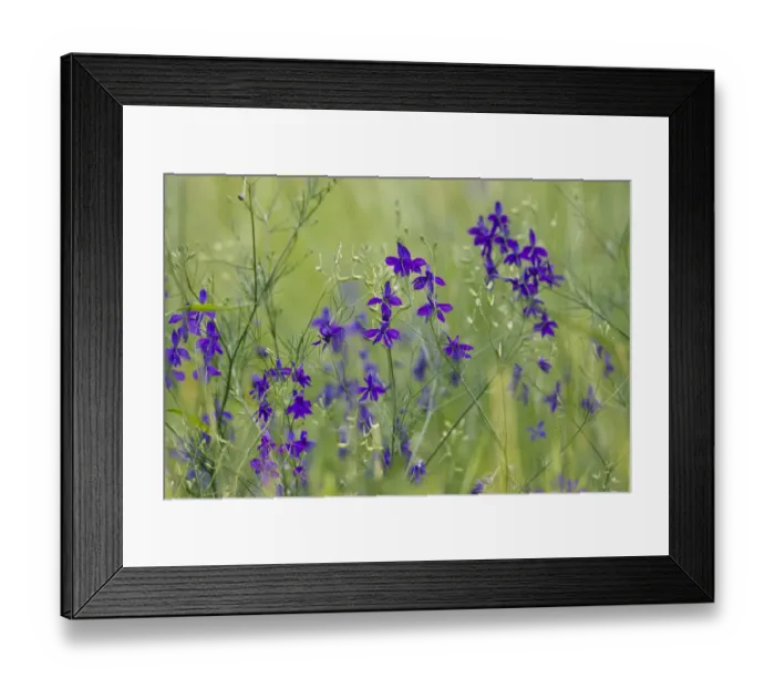 Framed Print : Forking Larkspur (Delphinium consolida / Consolida regalis) in flower, East Slovakia Framed Print : Forking Larkspur (Delphinium consolida / Consolida regalis) in flower, East Slovakia
