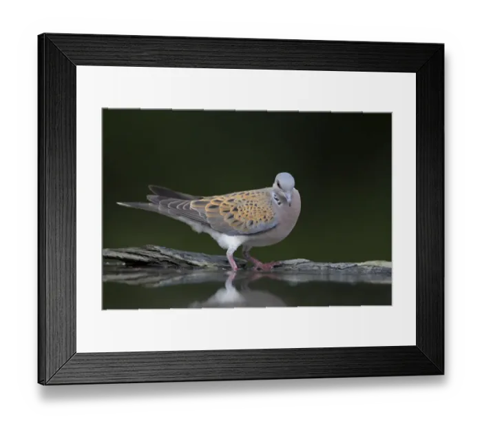 Framed Print : Turtle dove (Streptopelia turtur) at water, Pusztaszer, Hungary, May 2008 Framed Print : Turtle dove (Streptopelia turtur) at water, Pusztaszer, Hungary, May 2008