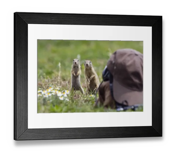 Framed Print : European souslik (Spermophilus citellus) in front of camouflaged camera, Slovakia Framed Print : European souslik (Spermophilus citellus) in front of camouflaged camera, Slovakia
