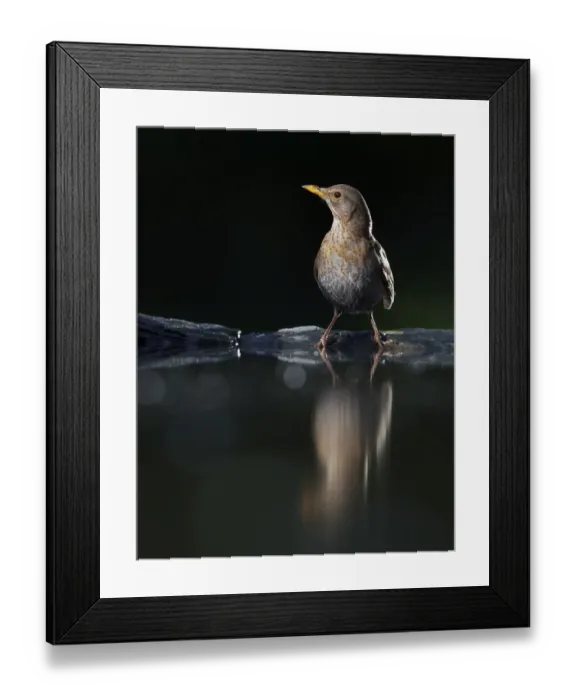 Framed Print : Blackbird (Turdus merula) female at water, Pusztaszer, Hungary, May 2008 Framed Print : Blackbird (Turdus merula) female at water, Pusztaszer, Hungary, May 2008