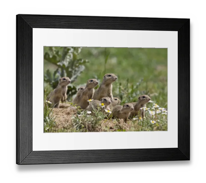 Framed Print : European souslik (Spermophilus citellus) family, East Slovakia, Europe, June 2008 Framed Print : European souslik (Spermophilus citellus) family, East Slovakia, Europe, June 2008