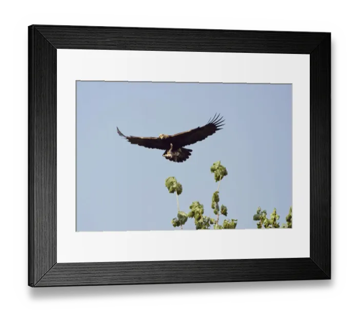 Framed Print : Eastern imperial eagle (Aquila heliaca) carrying Hare prey in flight, East Slovakia Framed Print : Eastern imperial eagle (Aquila heliaca) carrying Hare prey in flight, East Slovakia
